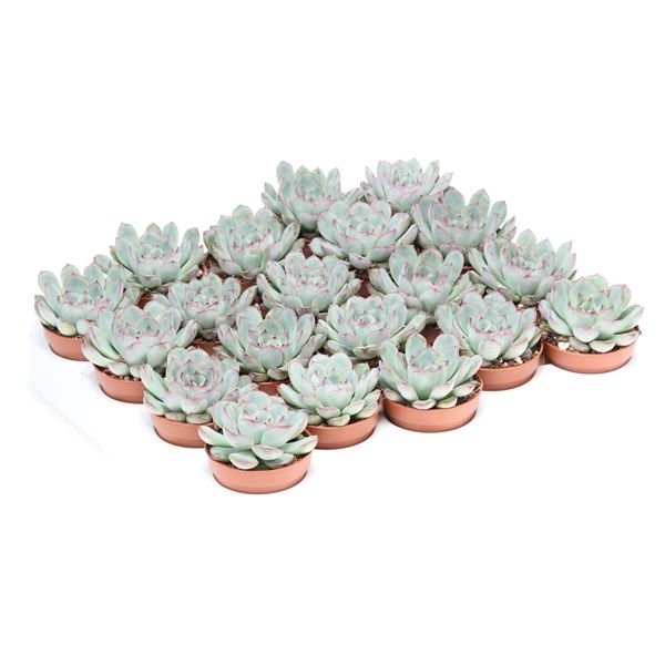 Горшечные цветы и растения оптом Echeveria Pulidonis от 20шт из Голландии с доставкой по России