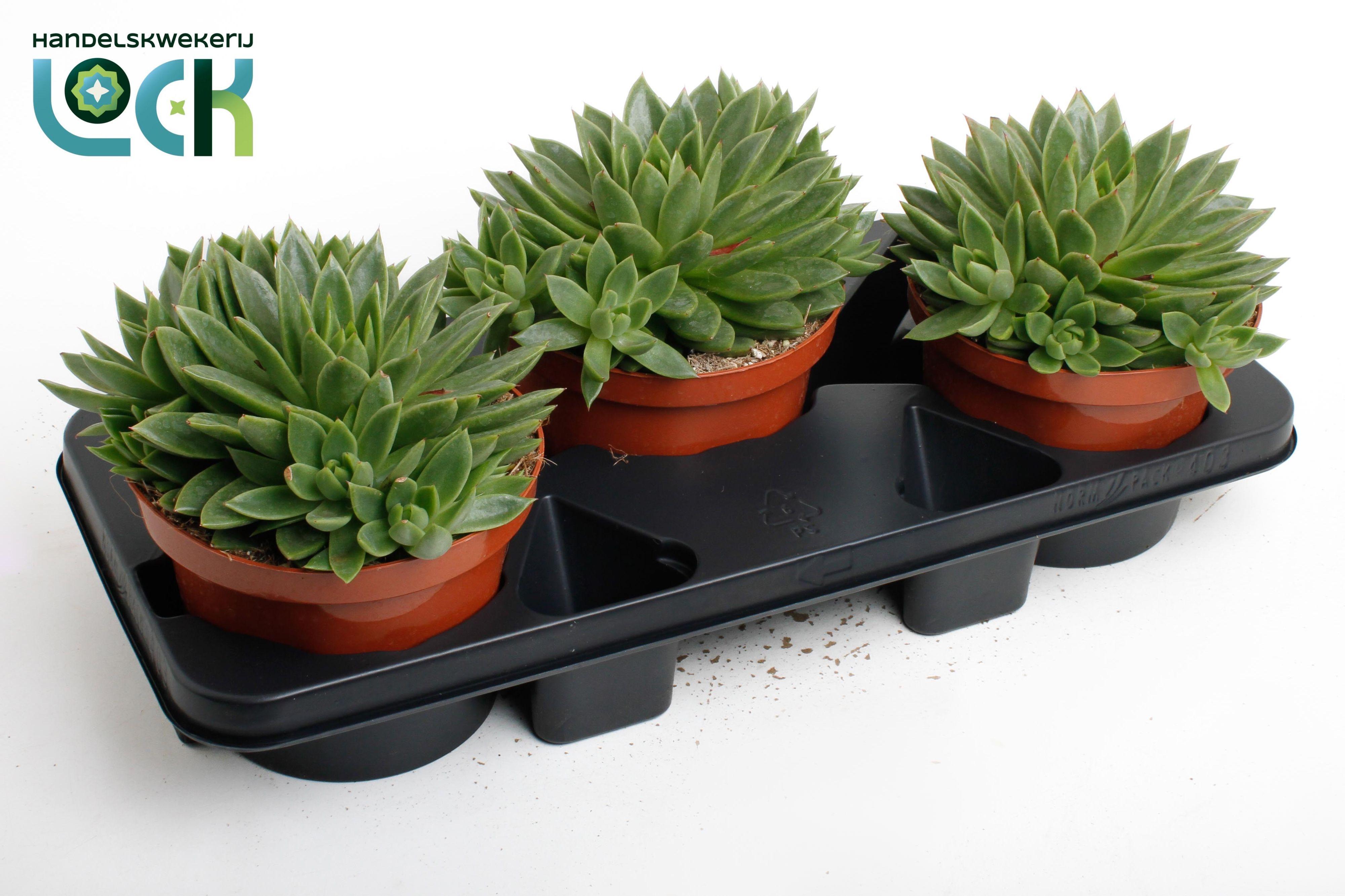 Горшечные цветы и растения оптом Echeveria Agavoides от 3шт из Голландии с доставкой по России
