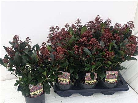 Горшечные цветы и растения оптом Skim J Rubella 1--12 Bloemen+ от 6шт из Голландии с доставкой по России