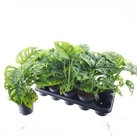 Горшечные цветы и растения оптом Monstera Adansonii от 10шт из Голландии с доставкой по России