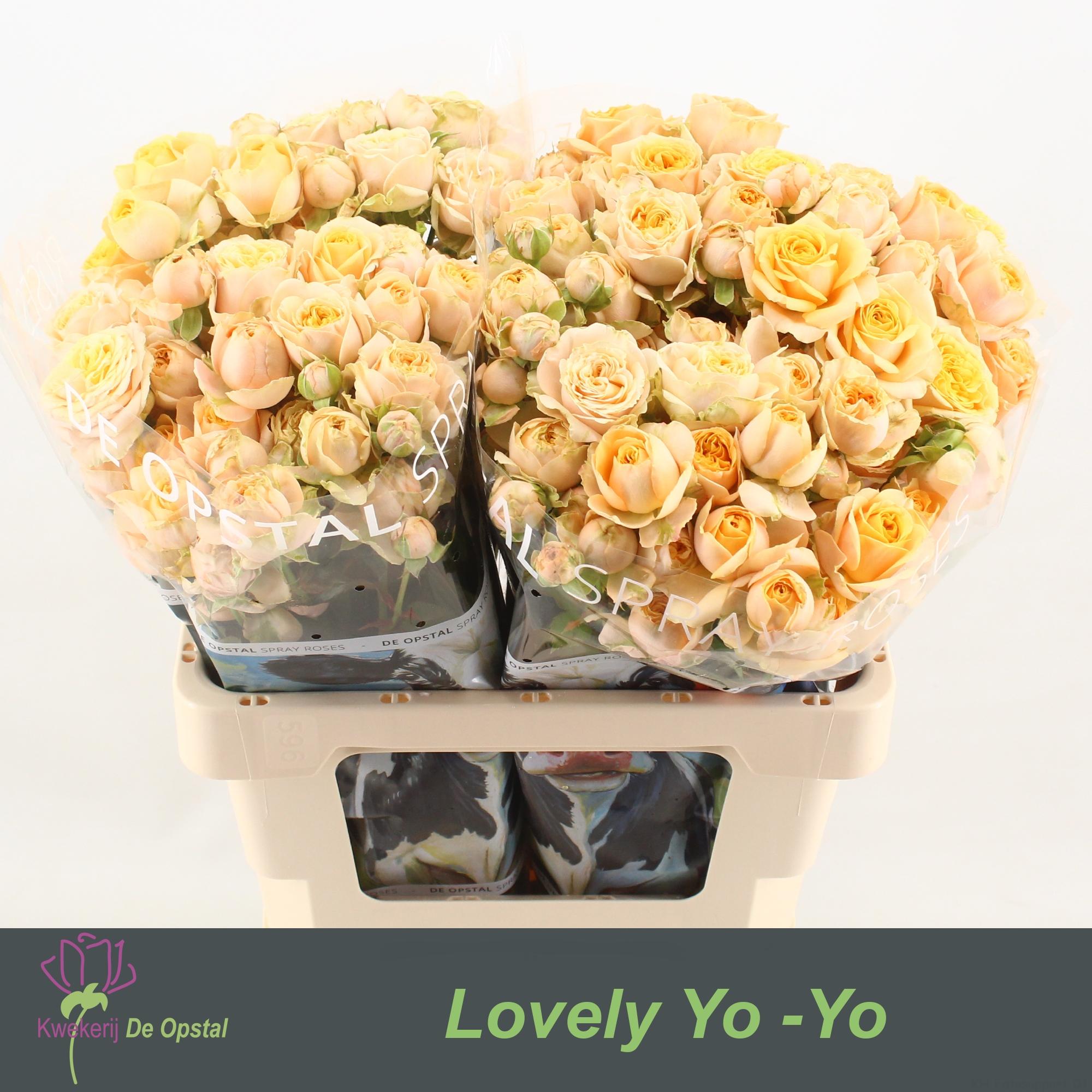 Срезанные цветы оптом Rosa spray lovely yo-yo от 20шт из Голландии с доставкой по России