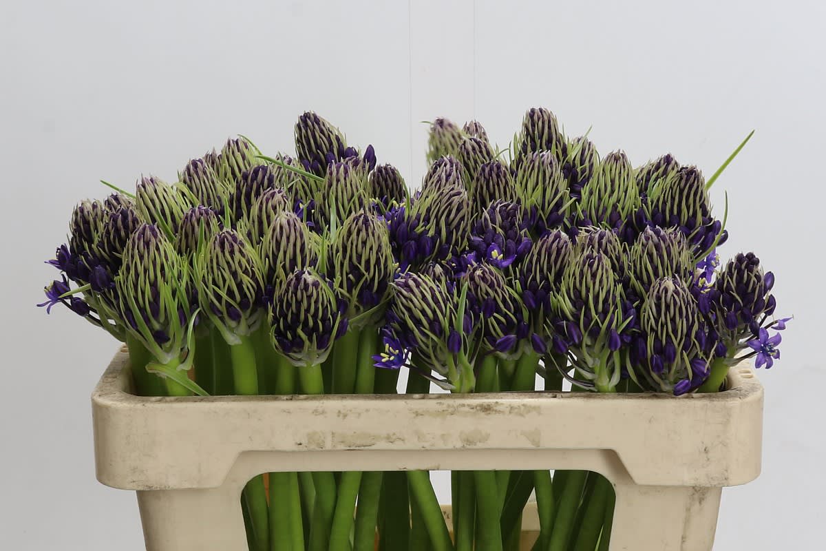 Срезанные цветы оптом Scilla peruviana от 60шт из Голландии с доставкой по России