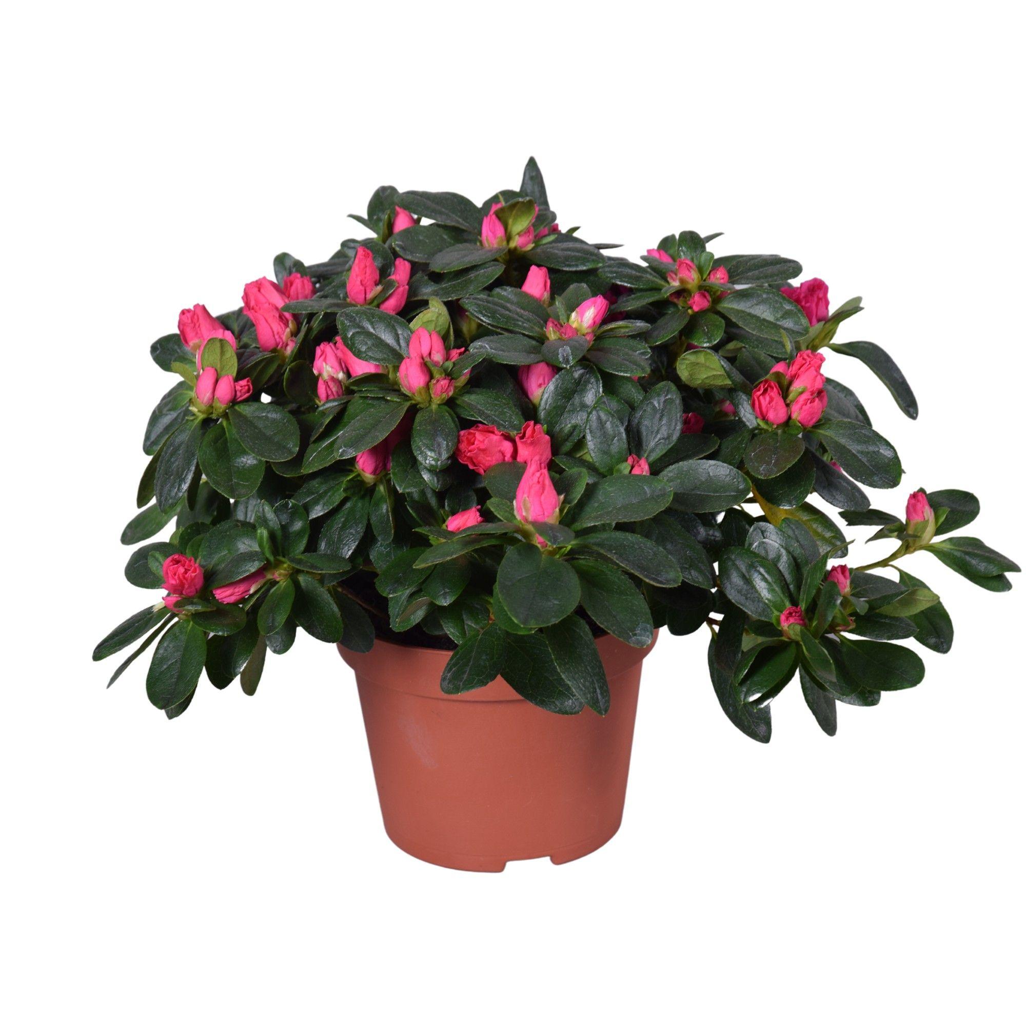 Горшечные цветы и растения оптом Azalea Vogel Nordlicht Red от 6шт из Голландии с доставкой по России Горшечные цветы и растения оптом Azalea Vogel Nordlicht Red от 6шт из Голландии с доставкой по России