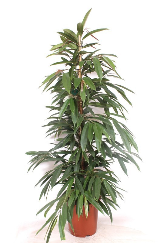 Горшечные цветы и растения оптом Ficus Bin Amstel King от 1шт из Голландии с доставкой по России