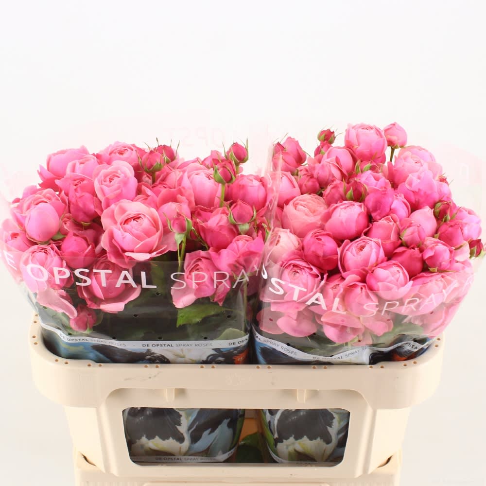 Срезанные цветы оптом Rosa spray silva pink+ от 20шт из Голландии с доставкой по России