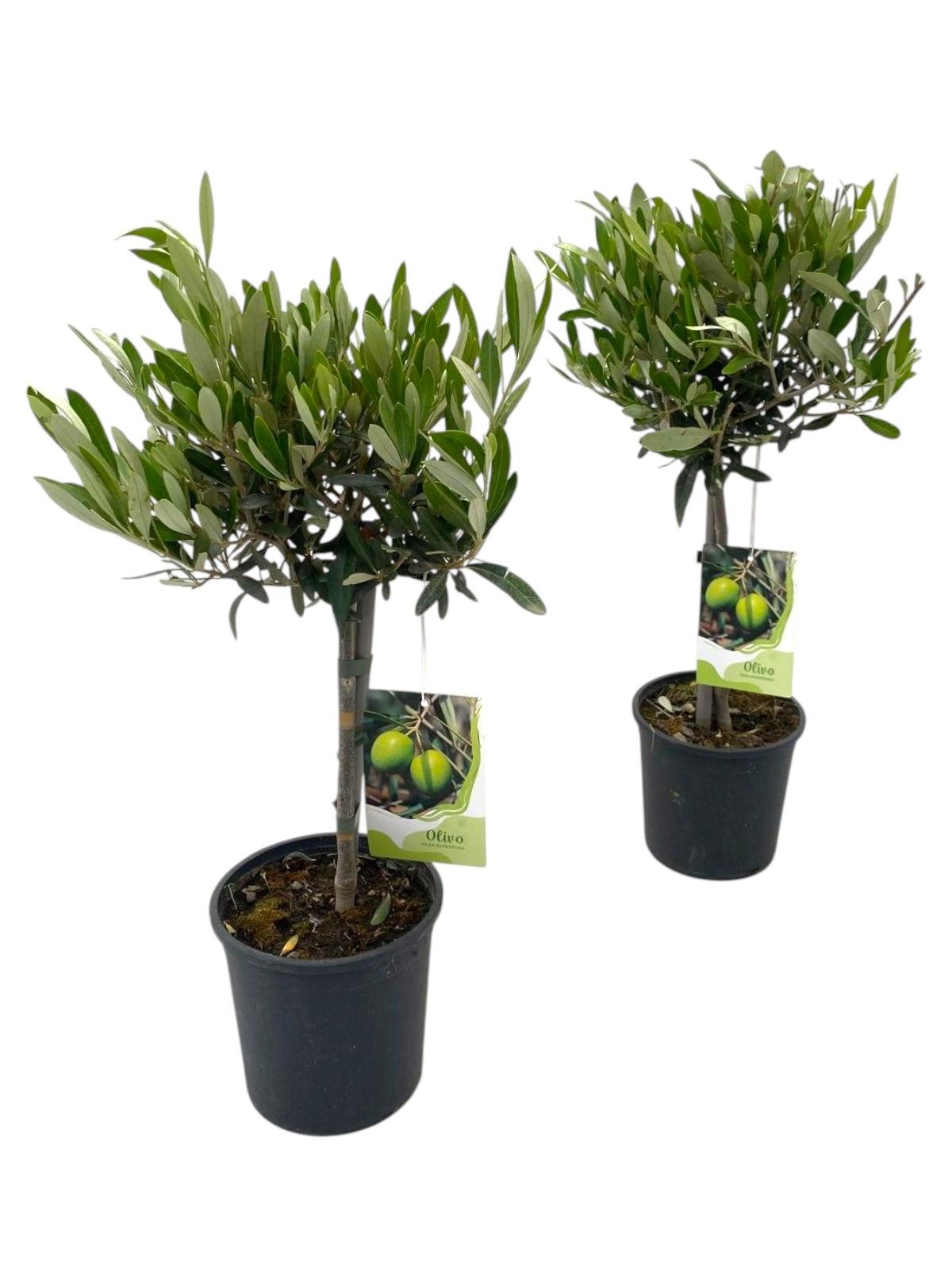 Горшечные цветы и растения оптом Olea Europaea On Stem от 6шт из Голландии с доставкой по России