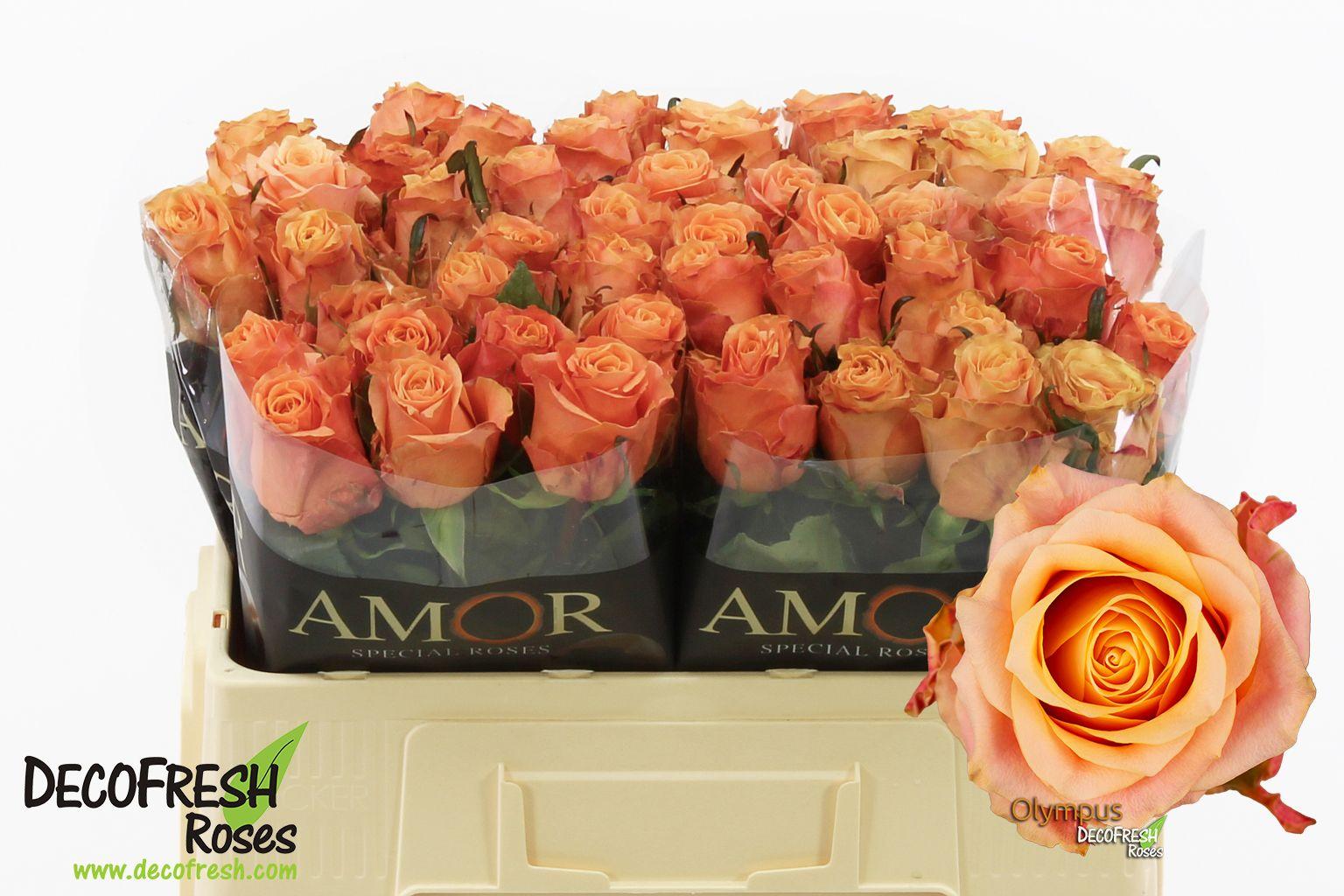 Срезанные цветы оптом Rosa large olympus от 60шт из Голландии с доставкой по России