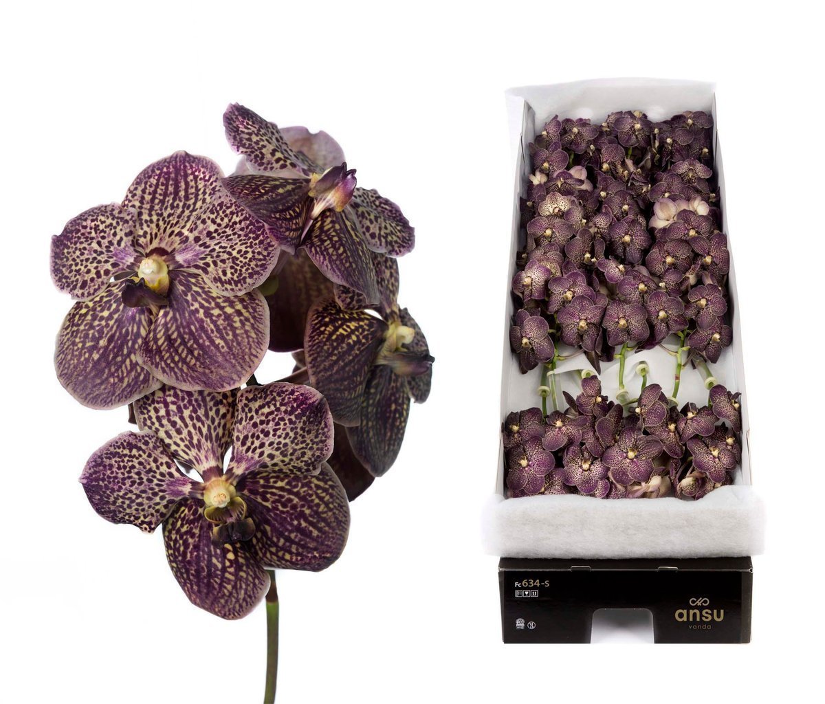 Срезанные цветы оптом Vanda sunanda chocolate brown per stem A от 8шт из Голландии с доставкой по России