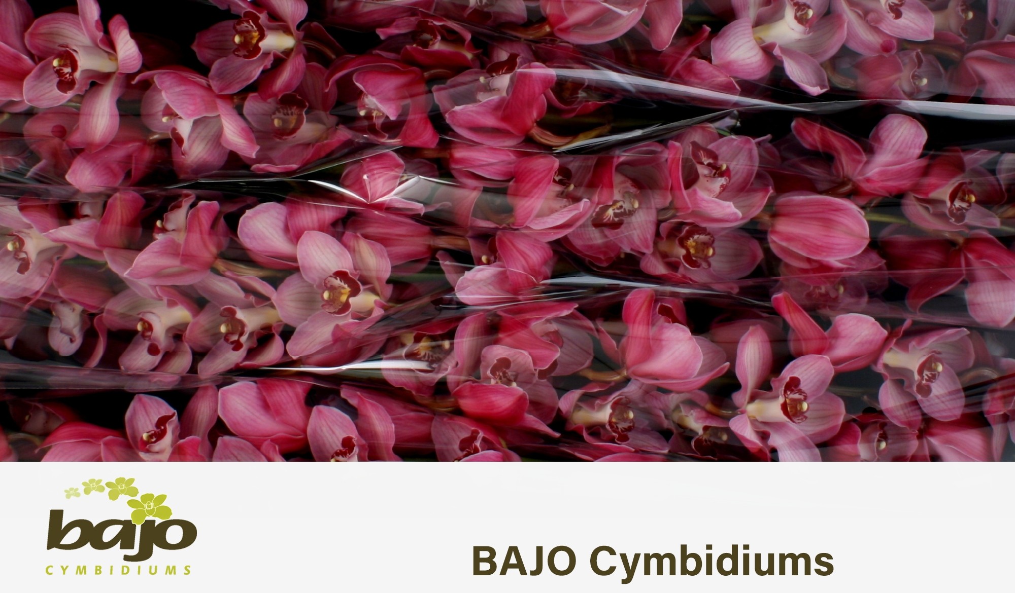 Срезанные цветы оптом Cymbidium pink hms lazise от 6шт из Голландии с доставкой по России