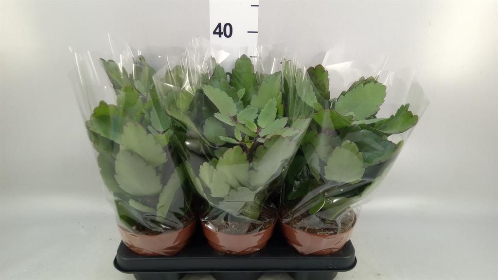 Горшечные цветы и растения оптом Kalanchoe Nf ... от 6шт из Голландии с доставкой по России