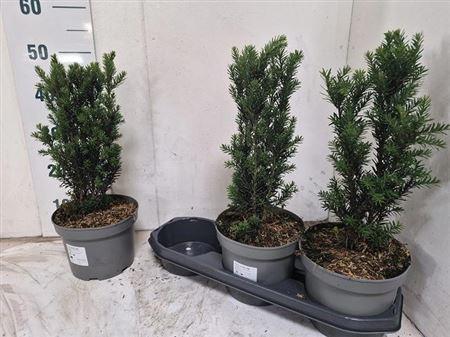 Горшечные цветы и растения оптом Taxus M Hillii от 3шт из Голландии с доставкой по России