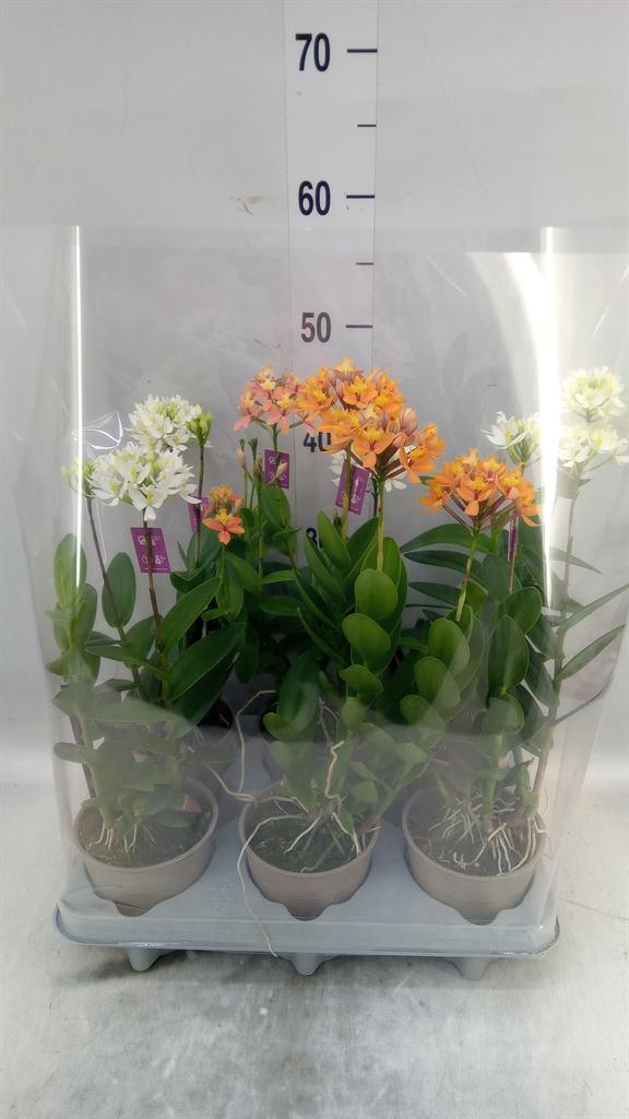 Горшечные цветы и растения оптом Epidendrum   ... от 6шт из Голландии с доставкой по России