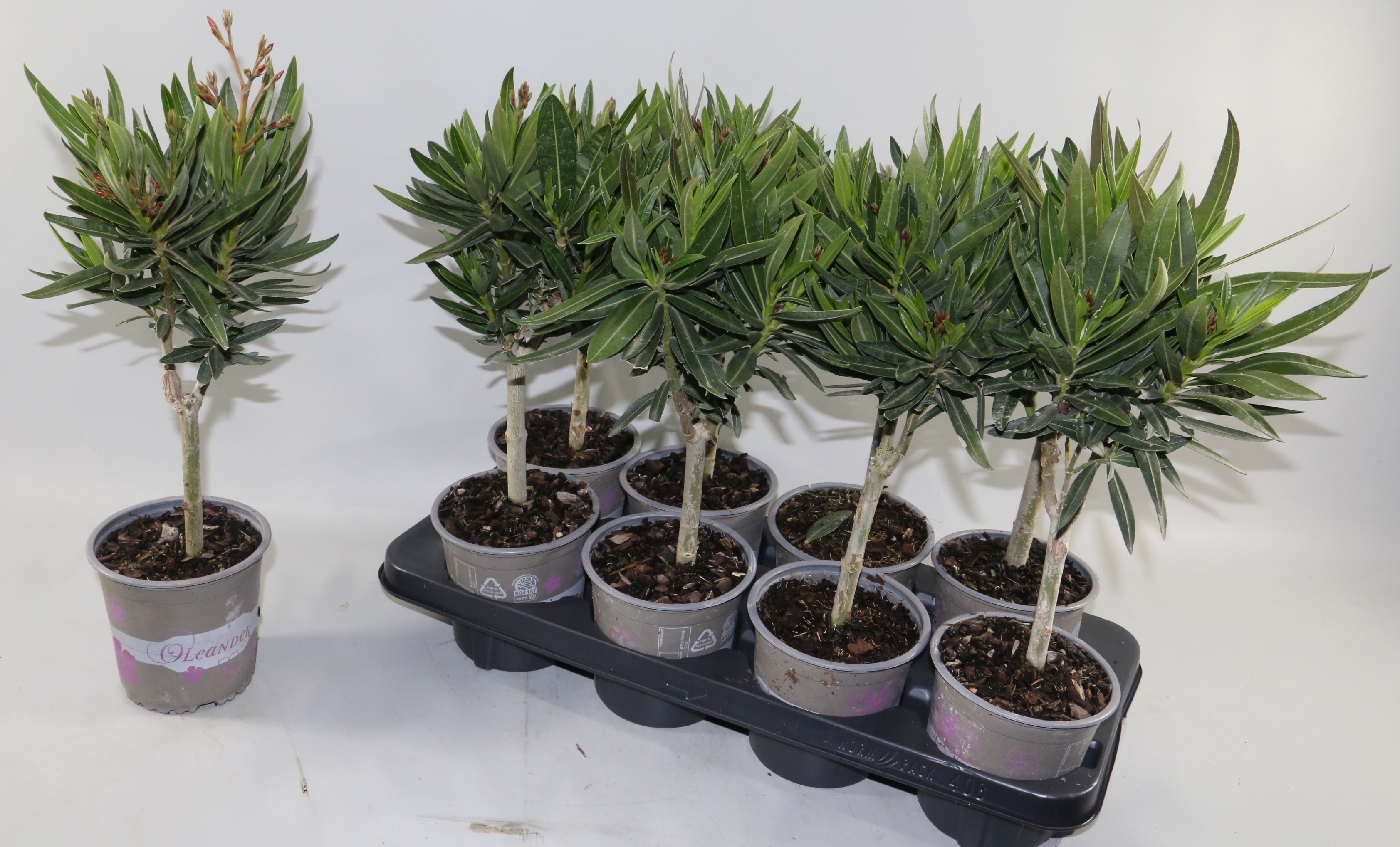 Горшечные цветы и растения оптом Nerium Oleander Ov от 8шт из Голландии с доставкой по России