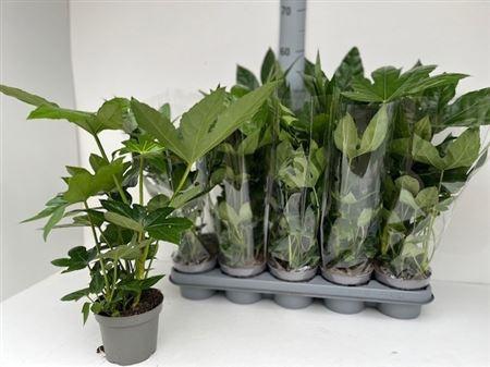 Горшечные цветы и растения оптом Fatsia Japoinica от 10шт из Голландии с доставкой по России