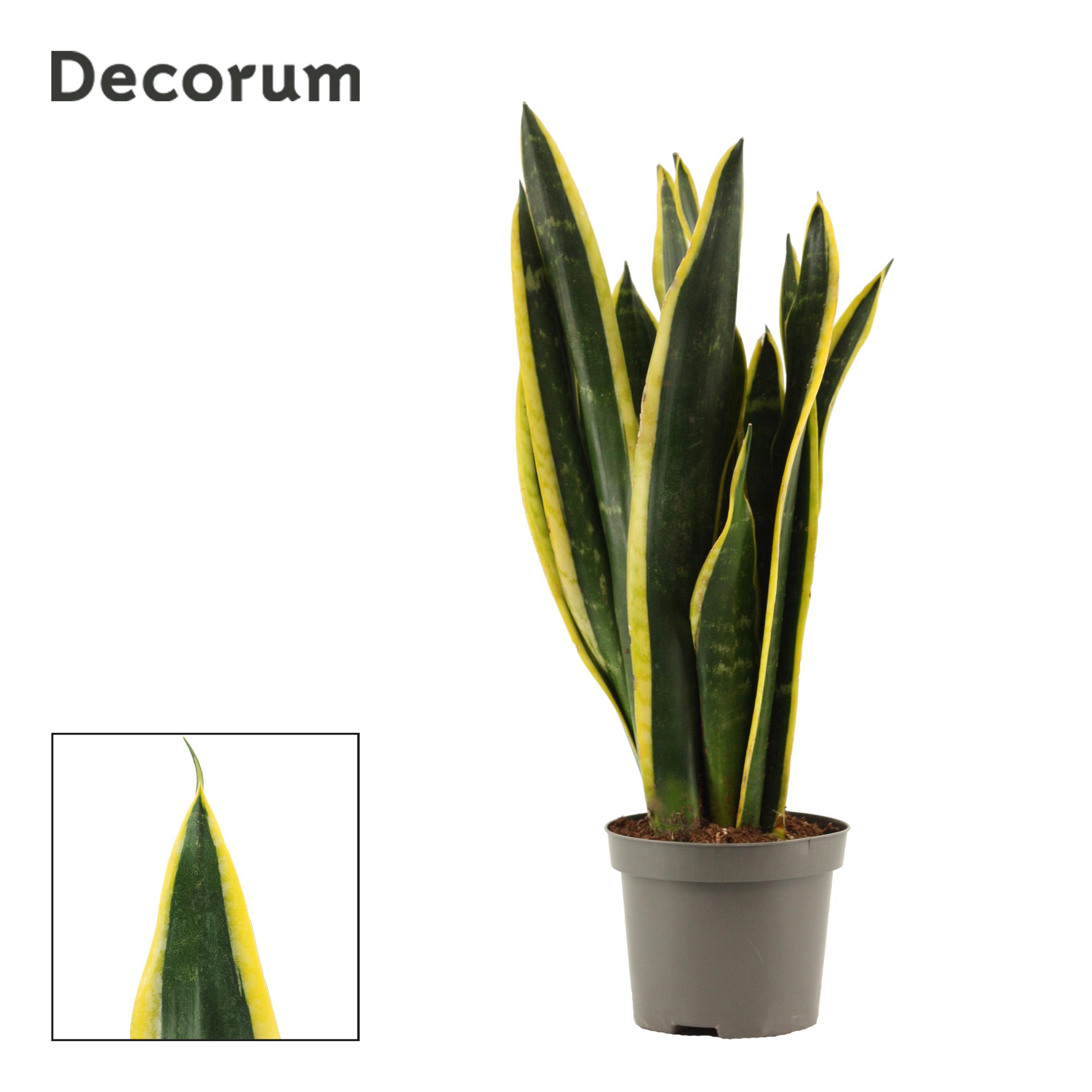 Горшечные цветы и растения оптом Sansevieria Black Gold (decorum) от 18шт (для телеги) из Голландии с доставкой по России