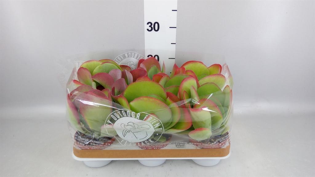 Горшечные цветы и растения оптом Kalanchoe Nf Thyrsiflora от 8шт из Голландии с доставкой по России