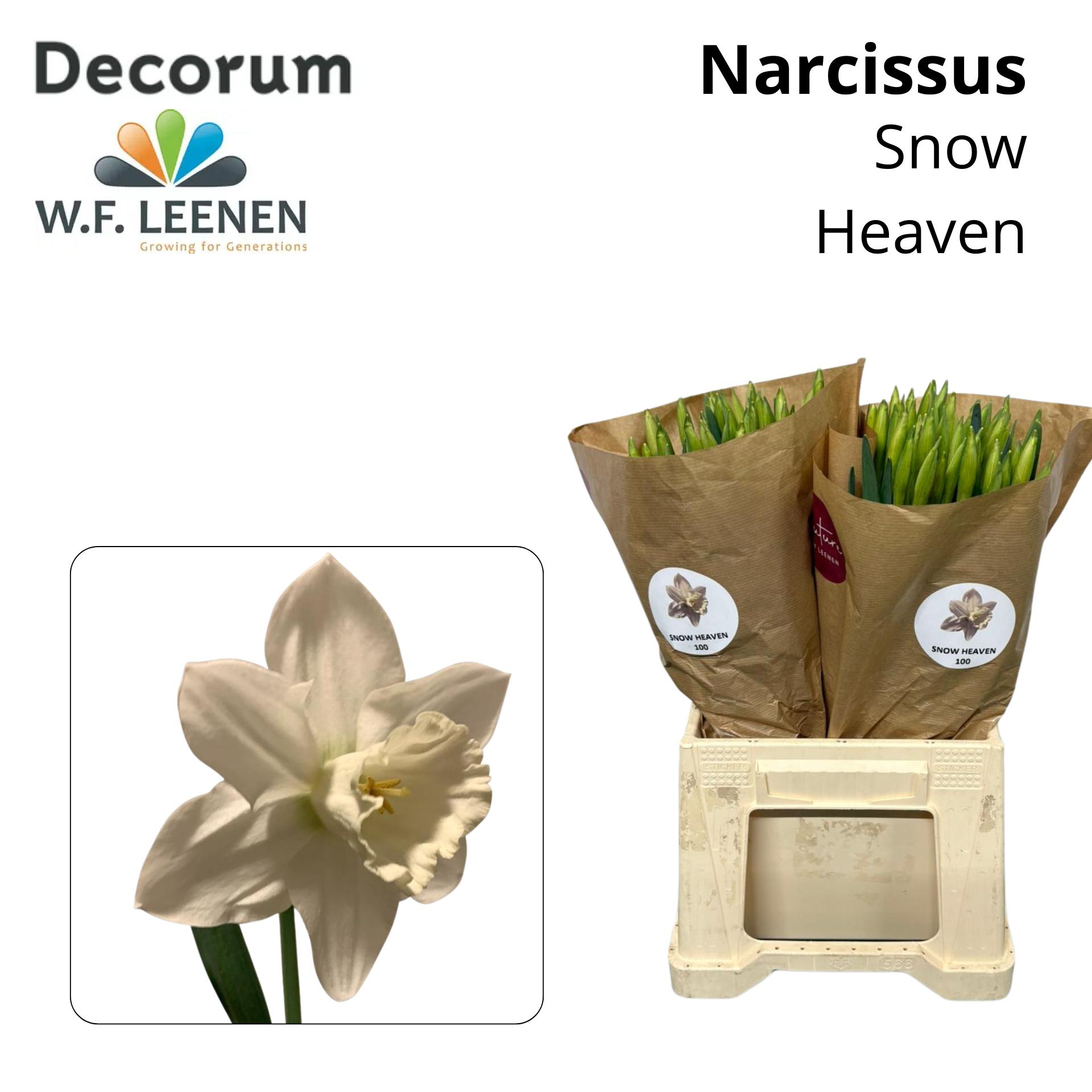 Срезанные цветы оптом Narcissus si snow heaven от 100шт из Голландии с доставкой по России