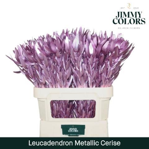 Срезанные цветы оптом Leucadendron paint metallic cerise от 10шт из Голландии с доставкой по России