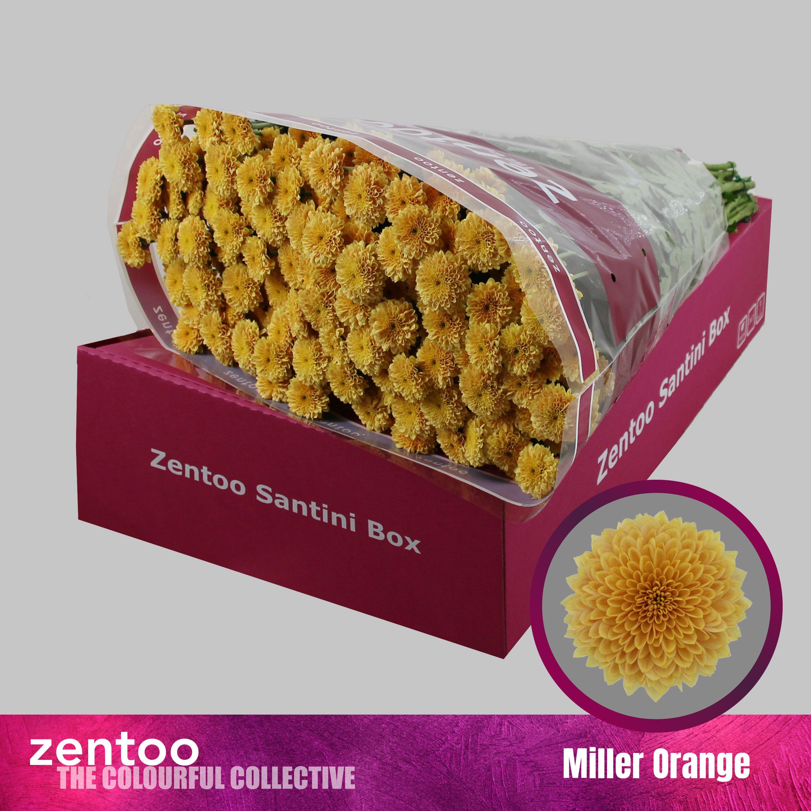 Срезанные цветы оптом Chrys sa miller orange от 25шт из Голландии с доставкой по России