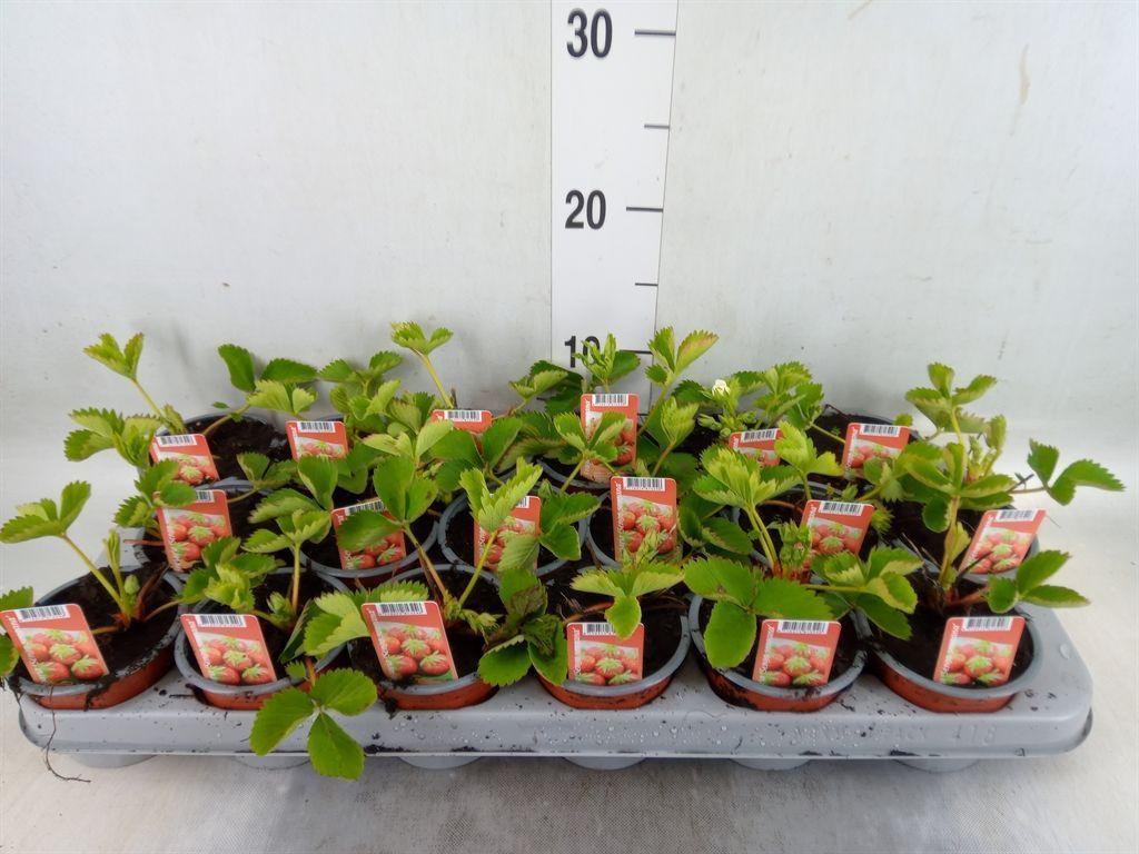 Горшечные цветы и растения оптом Fragaria   ... от 18шт (для телеги) из Голландии с доставкой по России