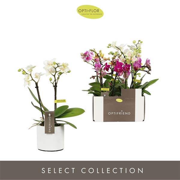 Горшечные цветы и растения оптом Phal Mini 2st Mix Lazio от 6шт (для телеги) из Голландии с доставкой по России