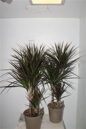 Горшечные цветы и растения оптом Dra Marg Magenta 45-25-10 от 1шт из Голландии с доставкой по России