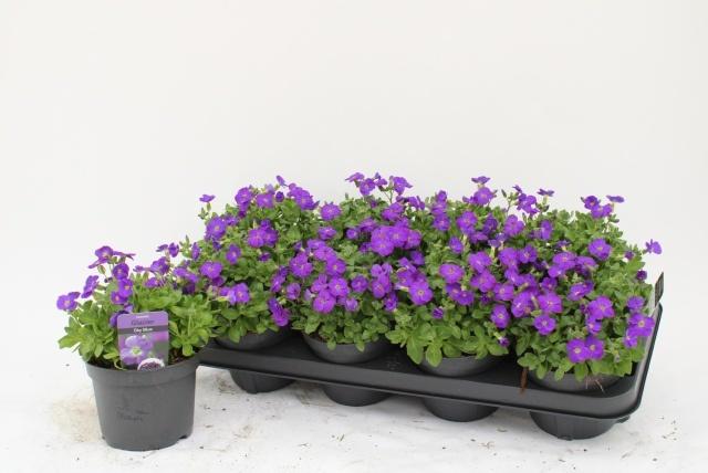 Горшечные цветы и растения оптом Aubr Gracilis Kitte от 8шт из Голландии с доставкой по России