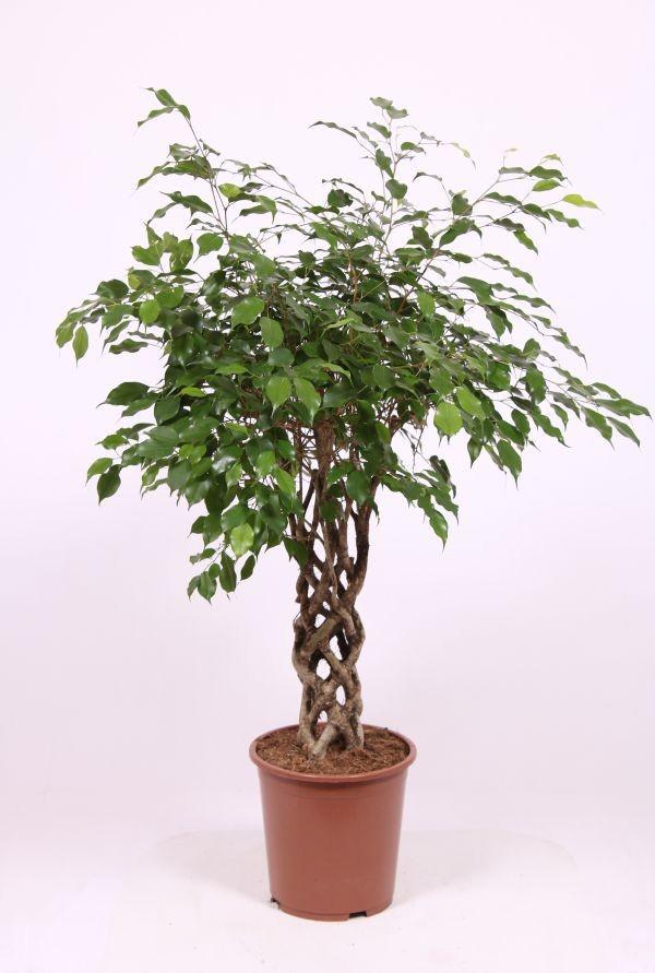 Горшечные цветы и растения оптом Ficus Be Exotica Tube от 1шт из Голландии с доставкой по России
