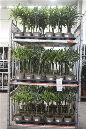 Горшечные цветы и растения оптом Dra De Ov Gem 30cm 2+ от 6шт из Голландии с доставкой по России