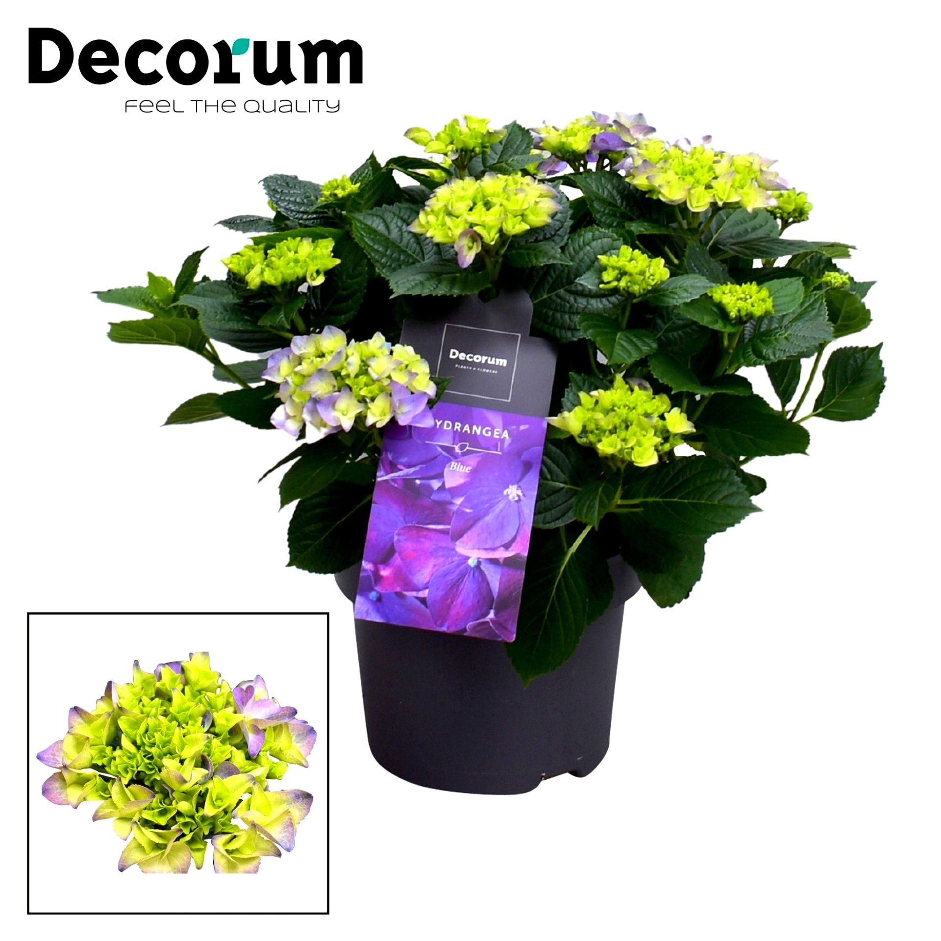 Горшечные цветы и растения оптом Hydrangea Ma Blue 7+ (decorum) от 1шт из Голландии с доставкой по России