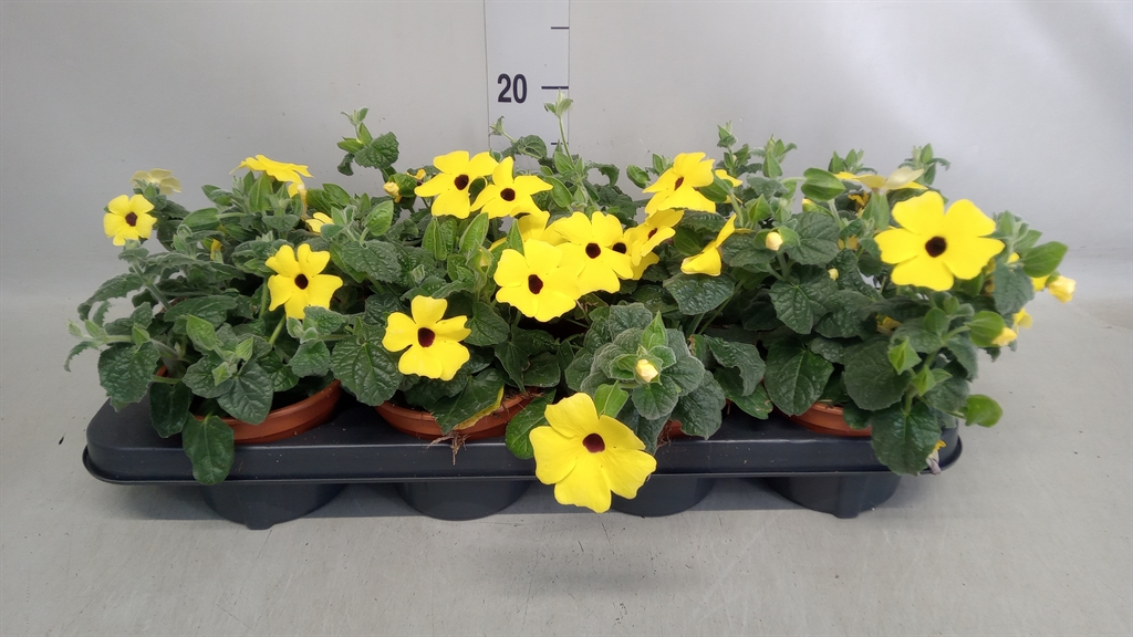 Горшечные цветы и растения оптом Thunbergia Alata от 8шт из Голландии с доставкой по России