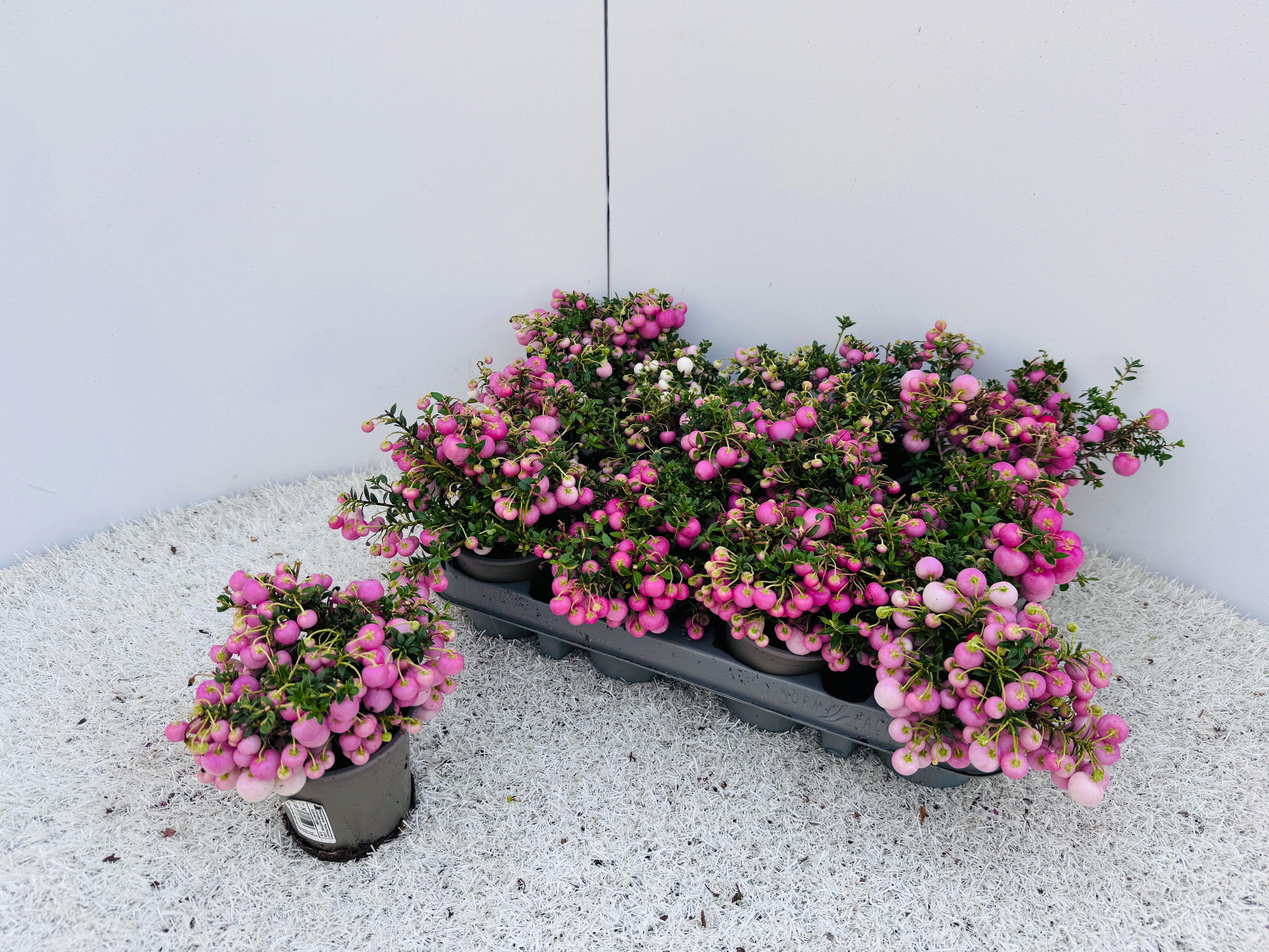 Горшечные цветы и растения оптом Gaulth Mucronata от 12шт (для телеги) из Голландии с доставкой по России