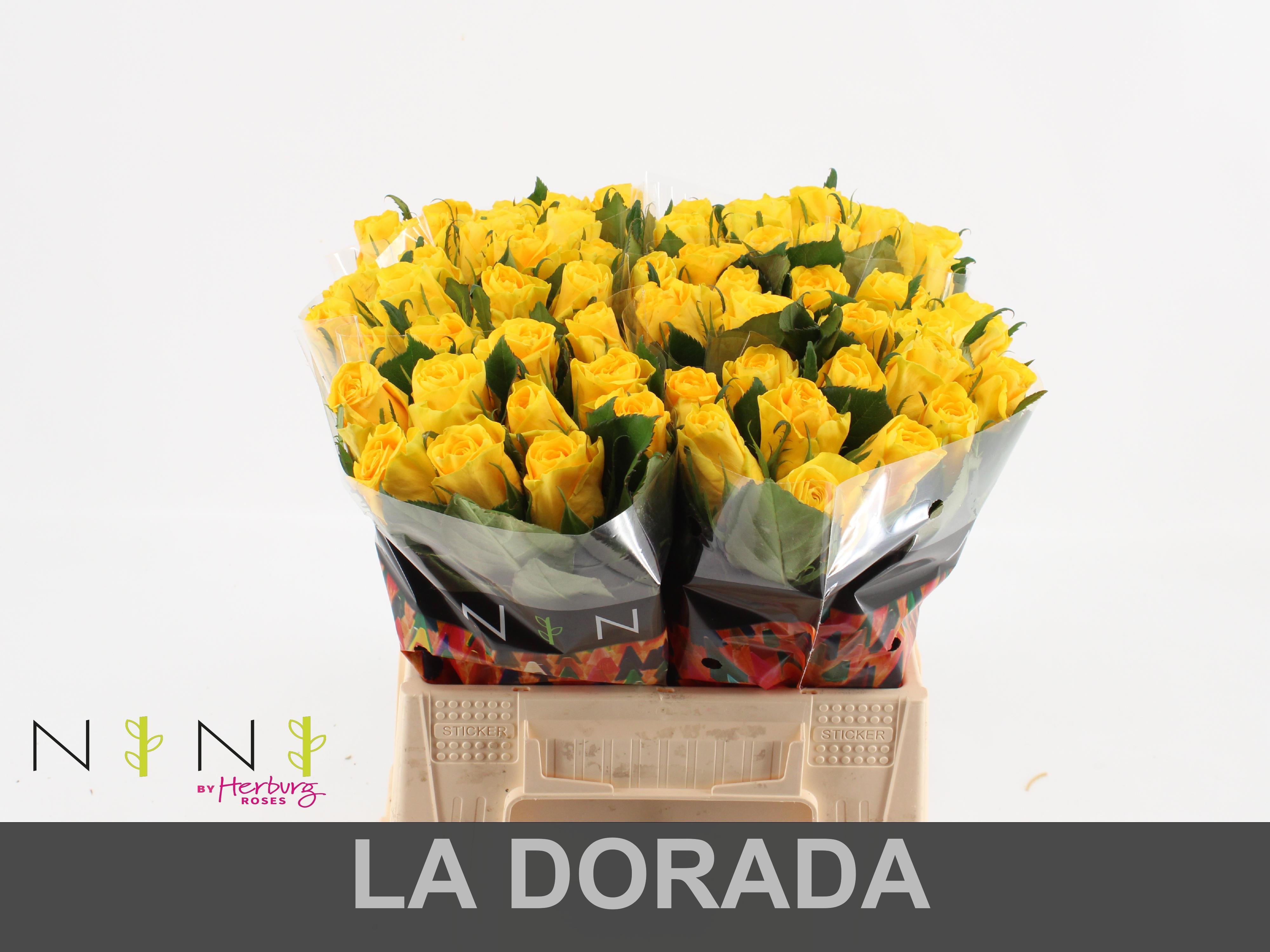 Срезанные цветы оптом Rosa large dorada от 60шт из Голландии с доставкой по России