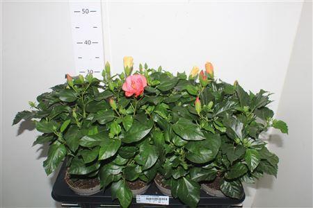 Горшечные цветы и растения оптом Hibis Sunny Gem 5 Branches от 8шт из Голландии с доставкой по России