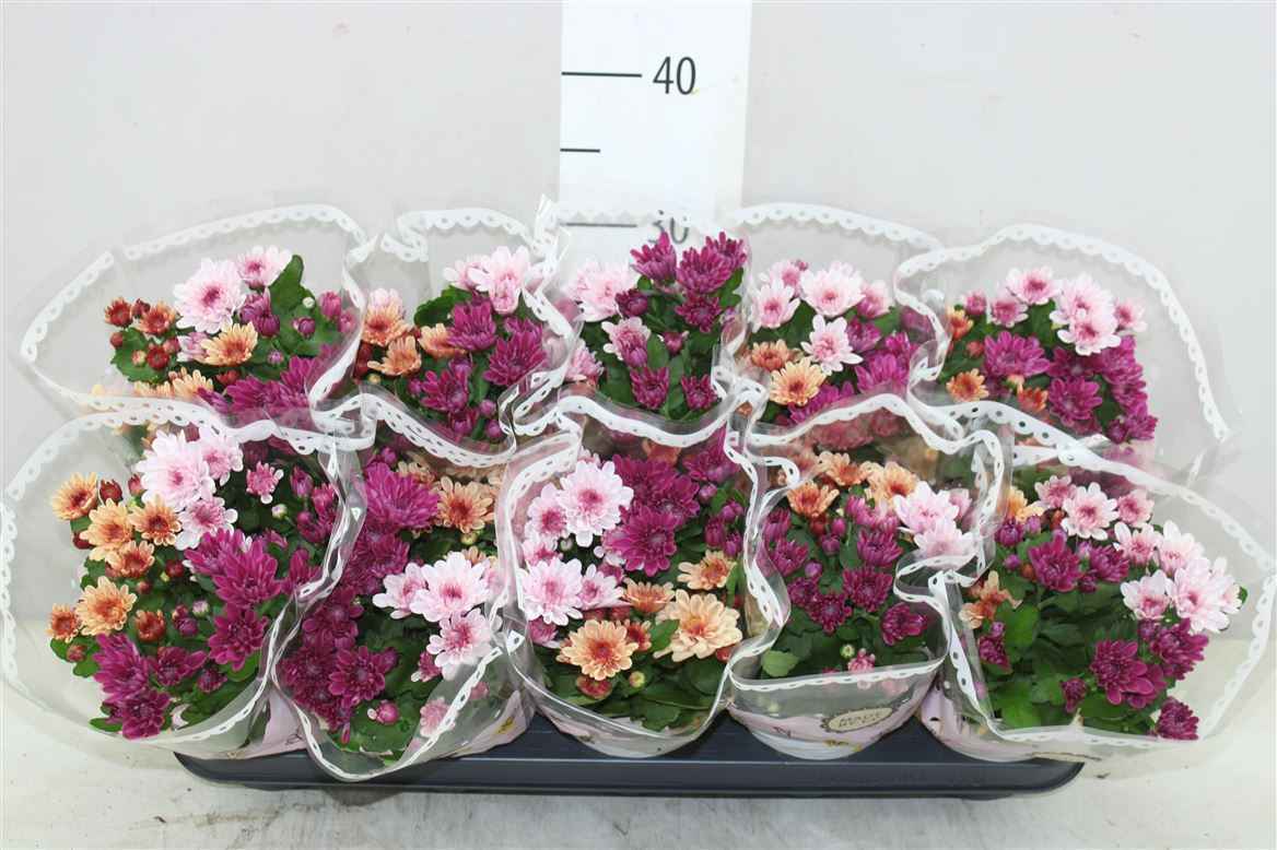 Горшечные цветы и растения оптом Chrysanth Carnaval Aubisque от 10шт из Голландии с доставкой по России