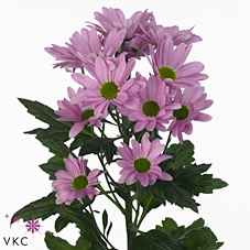 Срезанные цветы оптом Chrys sp rihanna от 80шт из Голландии с доставкой по России