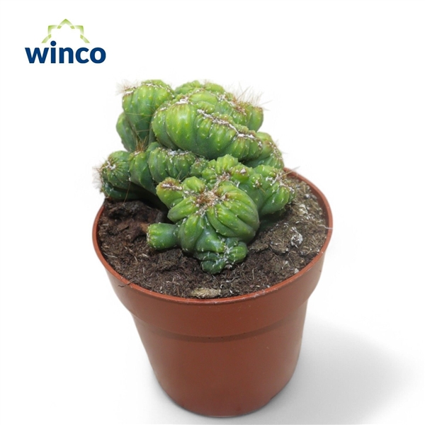 Горшечные цветы и растения оптом Cereus Peruvianus Monstruoza Cristata от 18шт (для телеги) из Голландии с доставкой по России