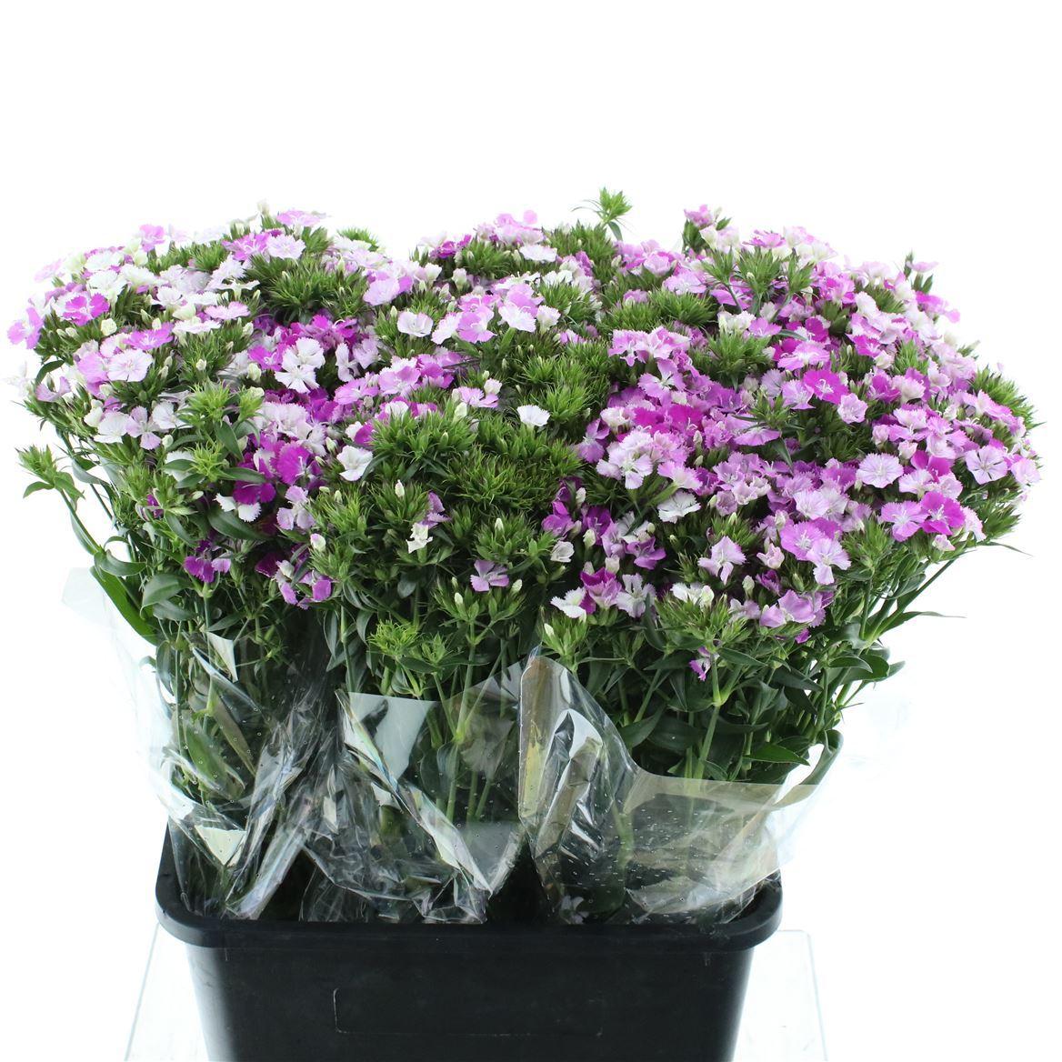 Срезанные цветы оптом Dianthus br amazon lavender magic от 150шт из Голландии с доставкой по России
