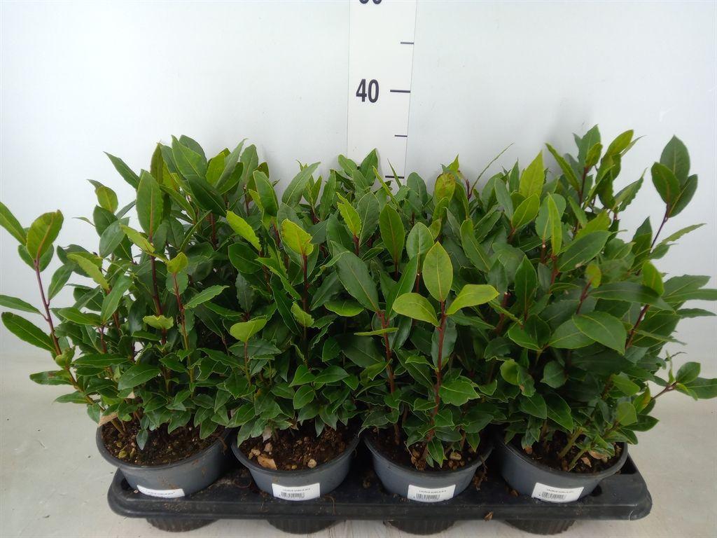 Горшечные цветы и растения оптом Laurus Nobilis от 8шт из Голландии с доставкой по России