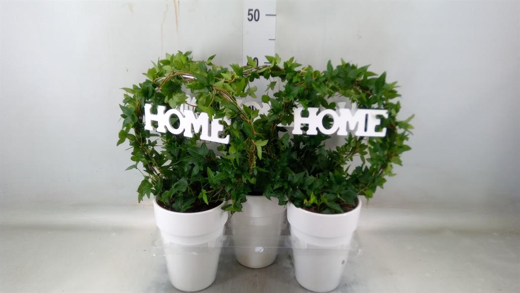 Горшечные цветы и растения оптом Hedera   ...green Leafed от 5шт из Голландии с доставкой по России