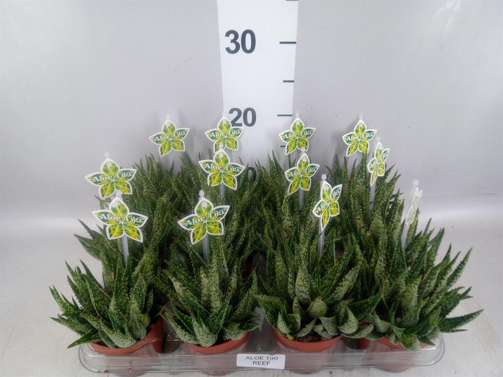 Горшечные цветы и растения оптом Aloe Aristata tiki Tahi A от 12шт (для телеги) из Голландии с доставкой по России