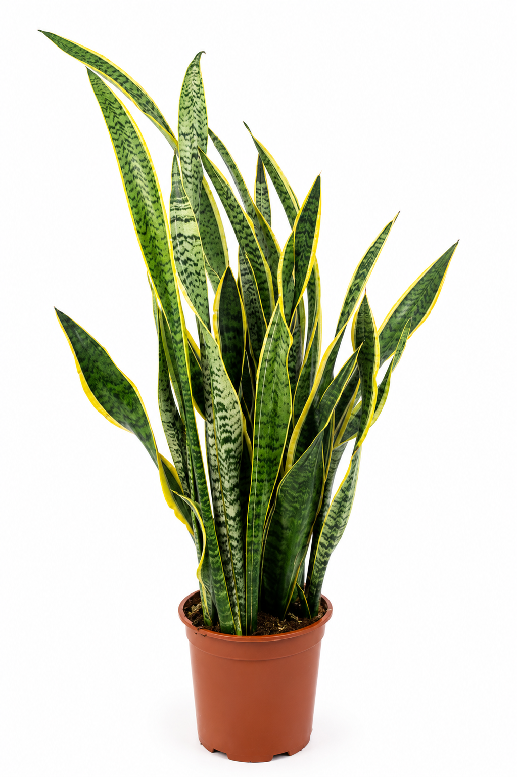 Горшечные цветы и растения оптом Sansevieria Trifasciata Laurentii от 1шт из Голландии с доставкой по России
