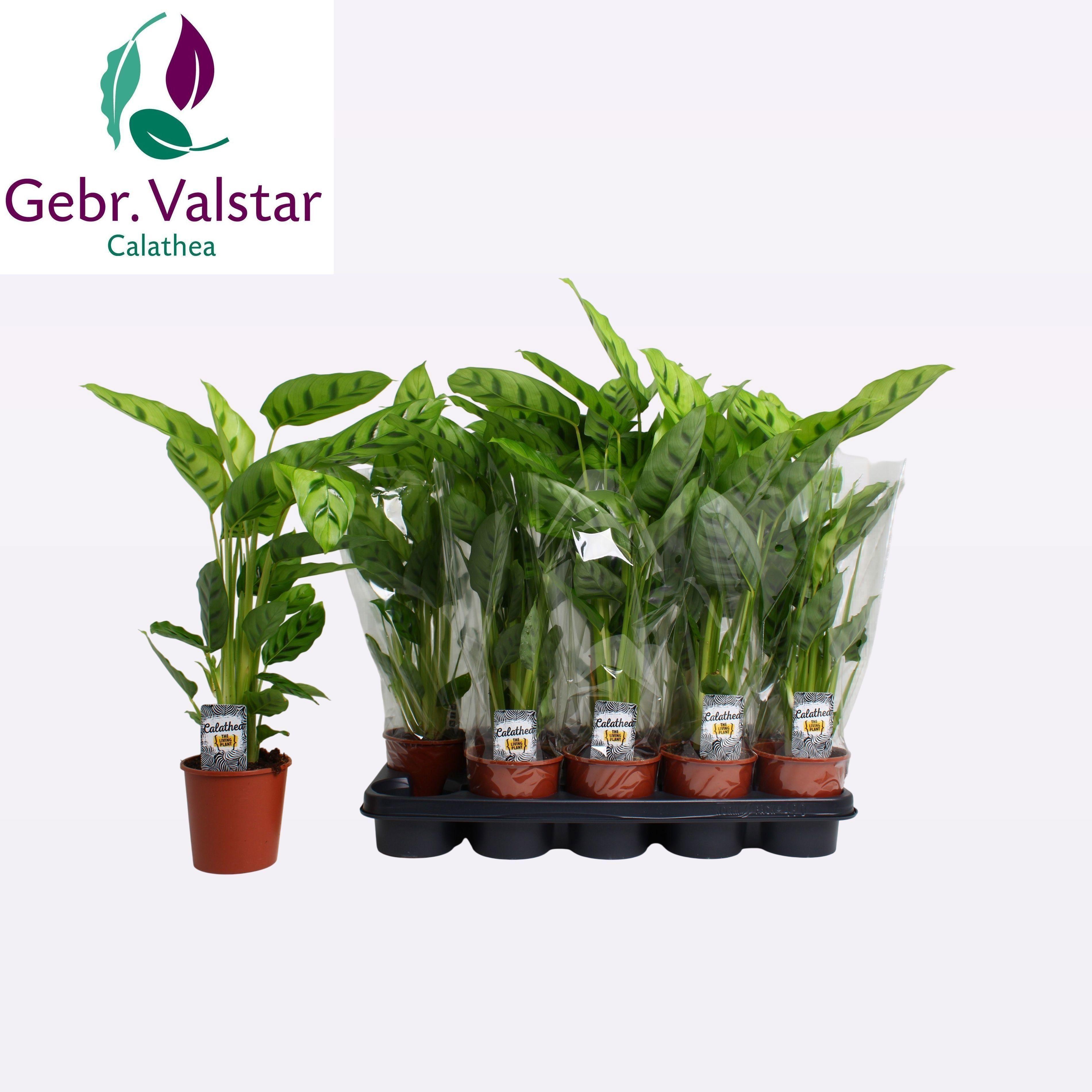 Горшечные цветы и растения оптом Calat Leopardina от 10шт из Голландии с доставкой по России