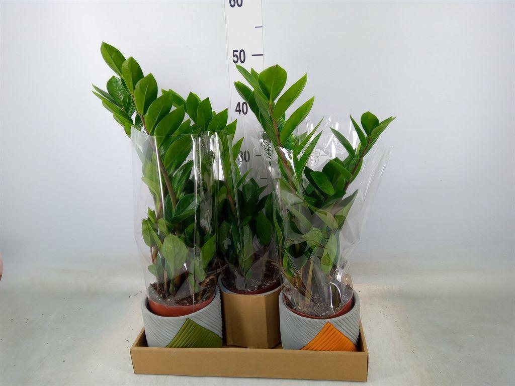Горшечные цветы и растения оптом Zamioculcas Zamiifolia от 5шт из Голландии с доставкой по России