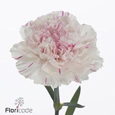 Срезанные цветы оптом Dianthus st yukari cherry от 80шт. из Голландии с доставкой по России