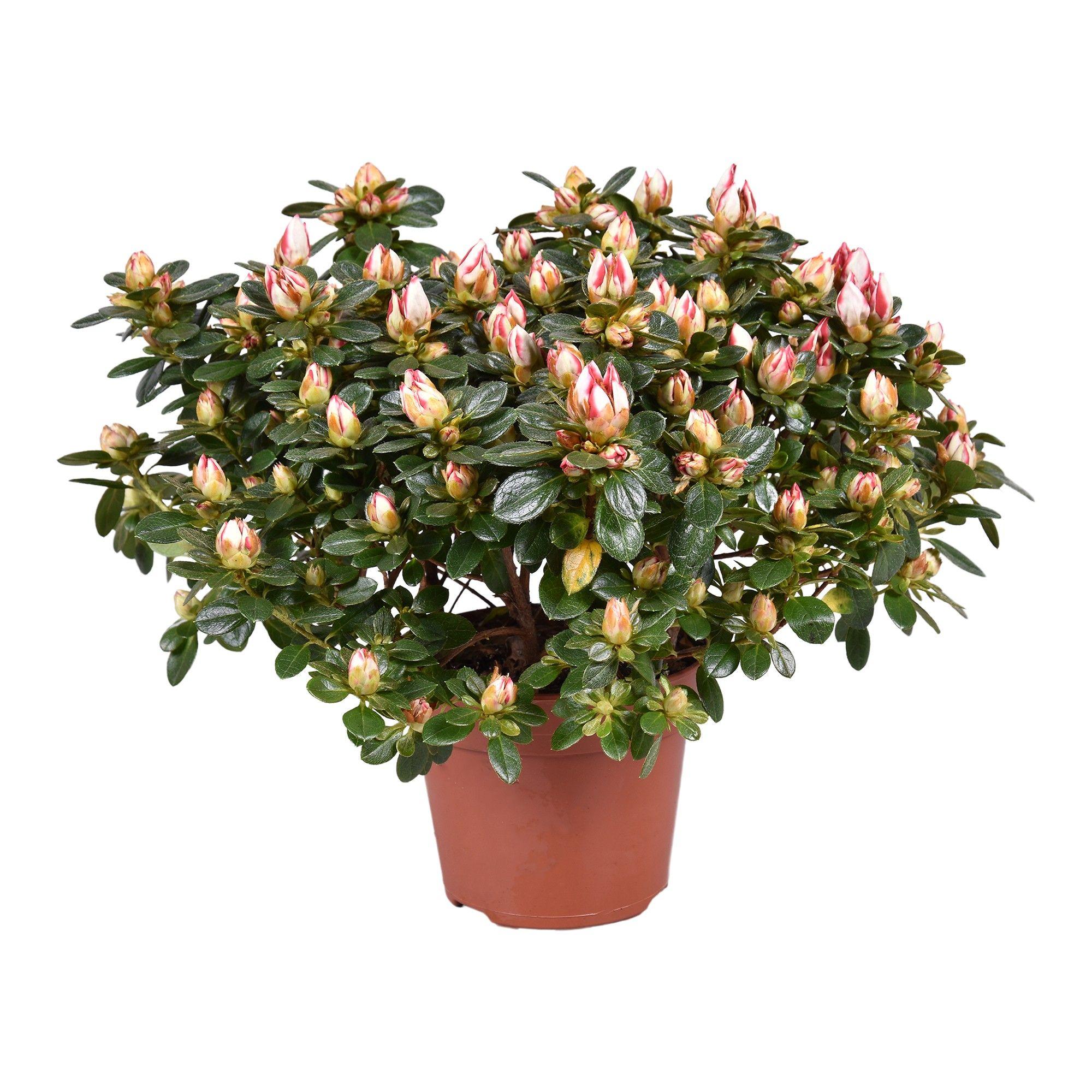 Горшечные цветы и растения оптом Azalea Sachsenstern Bicolor от 6шт из Голландии с доставкой по России