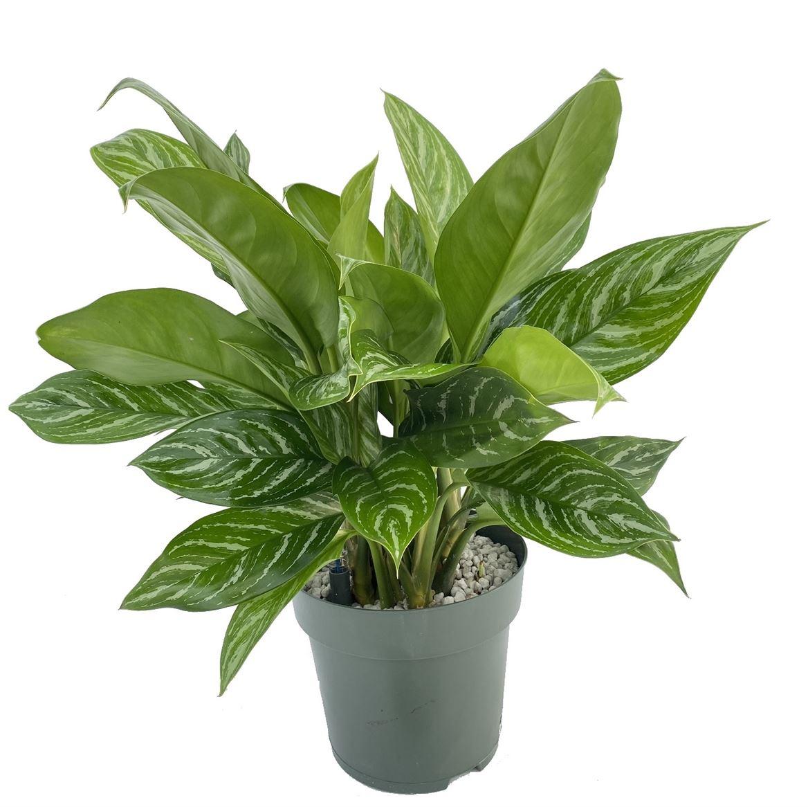 Горшечные цветы и растения оптом Aglaonema Stripes от 1шт из Голландии с доставкой по России