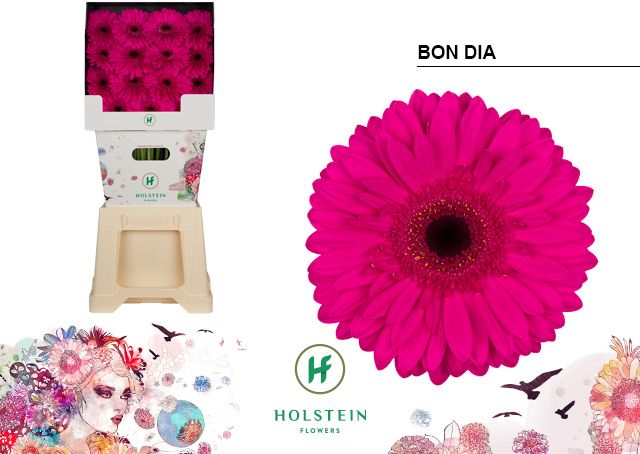 Срезанные цветы оптом Gerbera diamond bon dia от 45шт из Голландии с доставкой по России