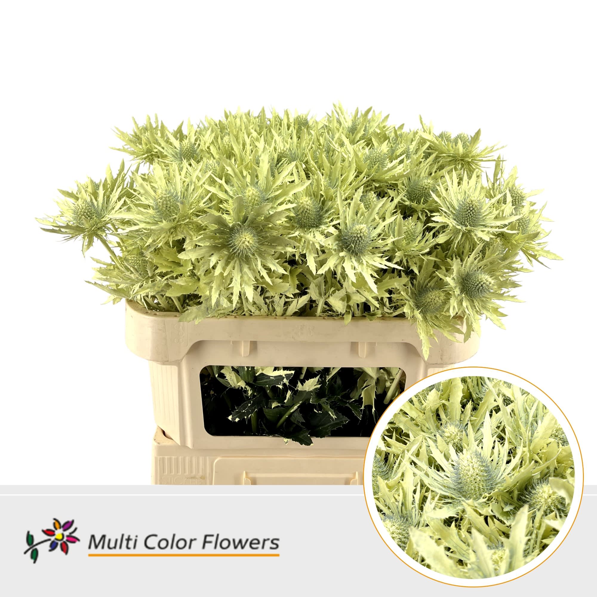 Срезанные цветы оптом Eryngium paint creme от 30шт из Голландии с доставкой по России