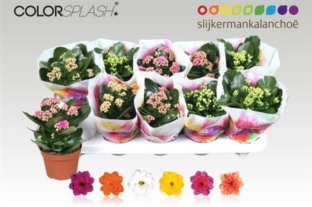 Горшечные цветы и растения оптом Kalanchoe Colorsplash - 6 Colors Mi от 10шт из Голландии с доставкой по России
